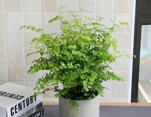 铁线蕨种植需要注意哪些问题？