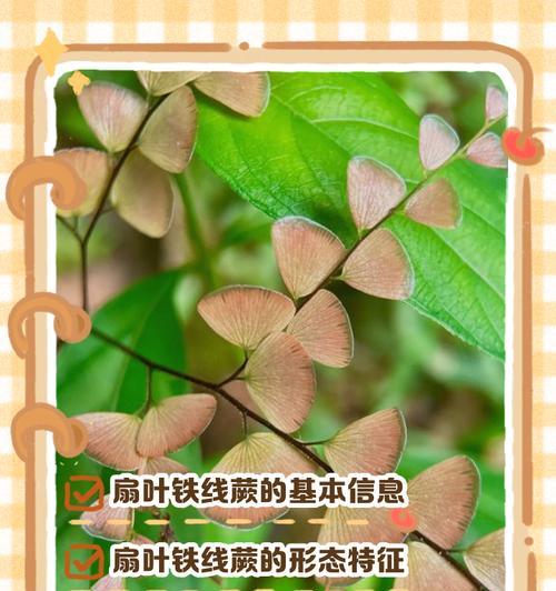 铁线蕨种植需要注意哪些问题？