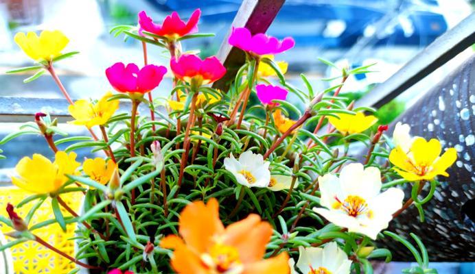 短日照的花卉有哪些？短日照花卉的养殖方法是什么？