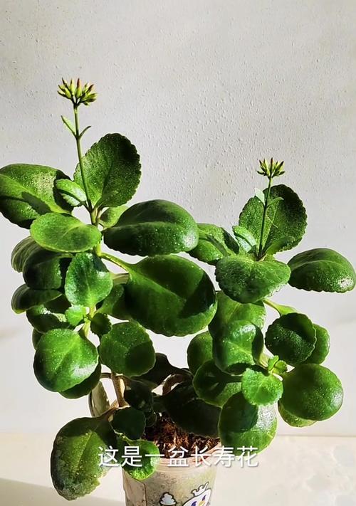 短日照的花卉有哪些？短日照花卉的养殖方法是什么？