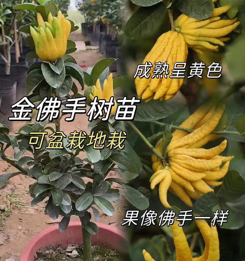 金佛手盆栽的养护要点是什么？