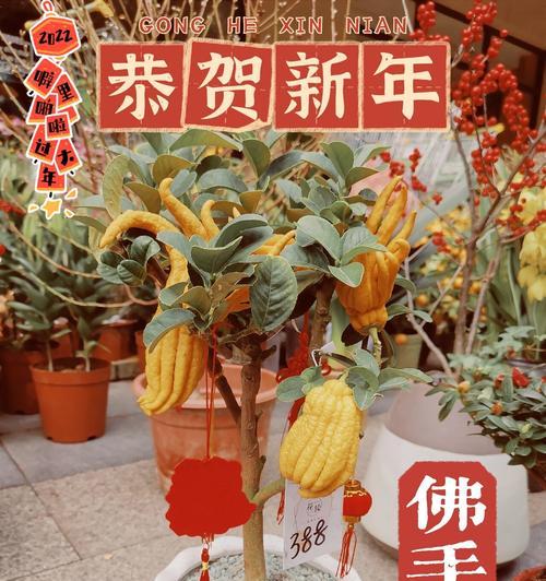 金佛手盆栽的养护要点是什么？
