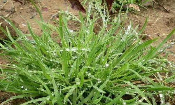 狗牙根草品种有哪些？狗牙根草的种植和管理技巧是什么？