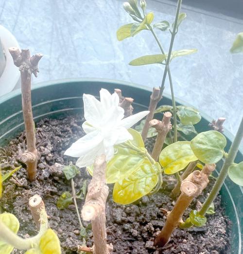 花叶蔓长春扦插的正确方法是什么？怎样提高成活率？