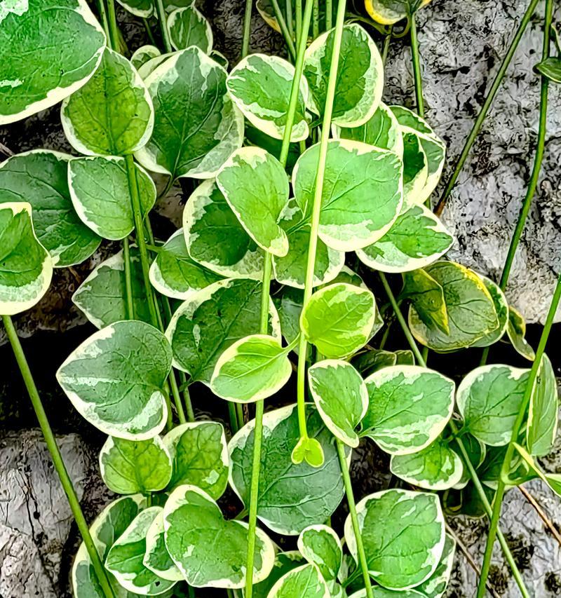 花叶蔓长春扦插的正确方法是什么？怎样提高成活率？