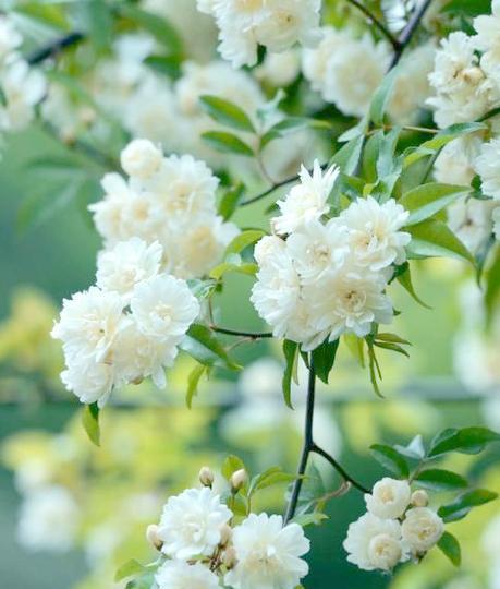 院子适合种植哪些花卉？