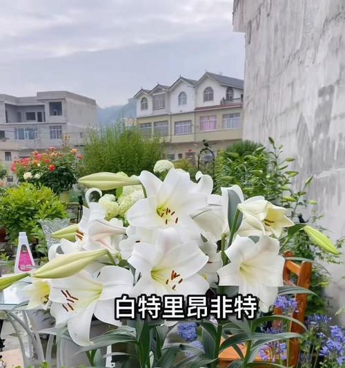 百合花播种的最佳季节是什么时候？