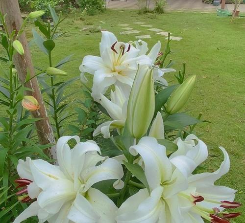 百合花播种的最佳季节是什么时候？