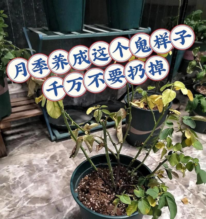 月季花施肥的正确方法是什么？