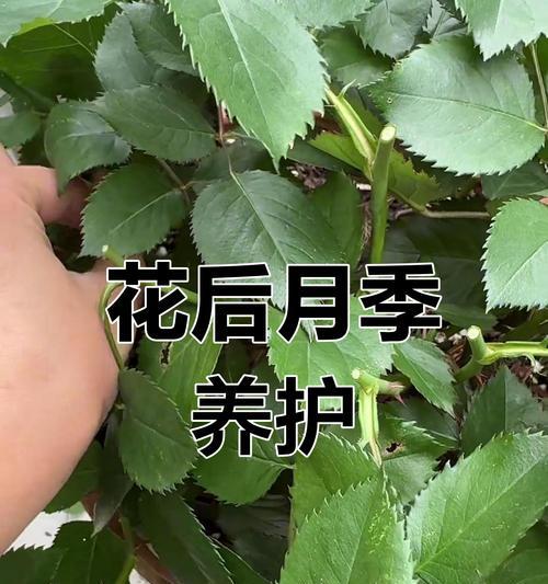 月季花施肥的正确方法是什么？