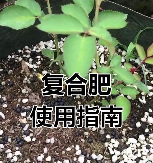 月季花施肥的正确方法是什么？