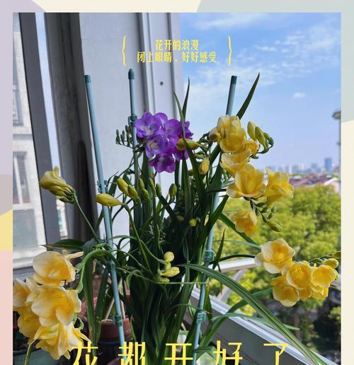 小苍兰的最佳种植时间是什么时候？