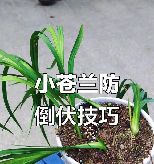 小苍兰的最佳种植时间是什么时候？
