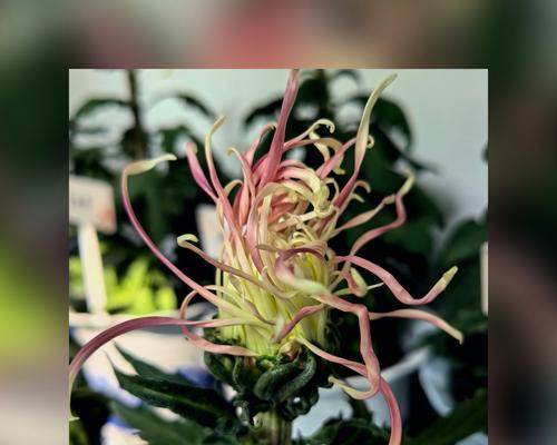 植物的命名有哪些规则？如何给植物起一个好名字？