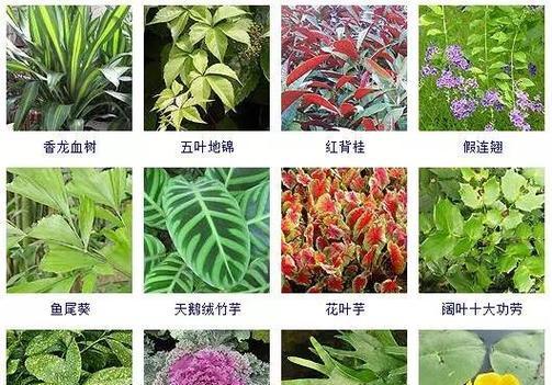 植物的命名有哪些规则？如何给植物起一个好名字？
