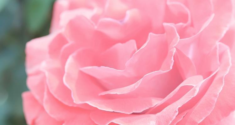 花的象征意义是什么？每种花代表什么？