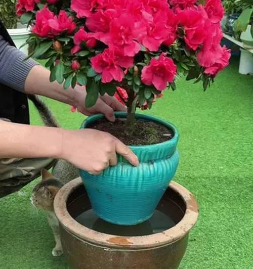 杜鹃花浇水过多怎么补救？