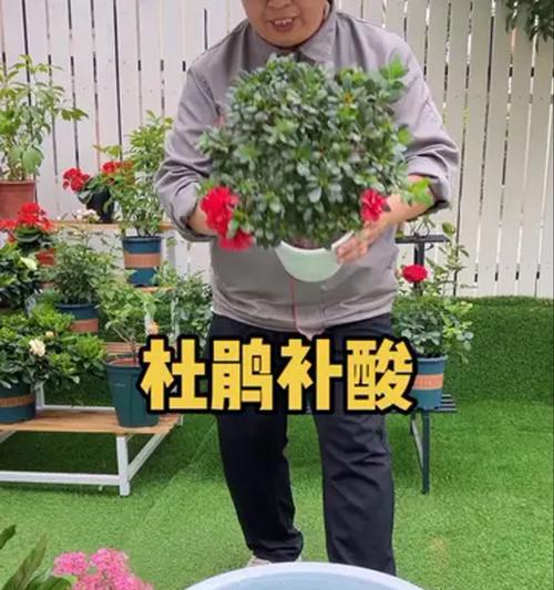杜鹃花浇水过多怎么补救？