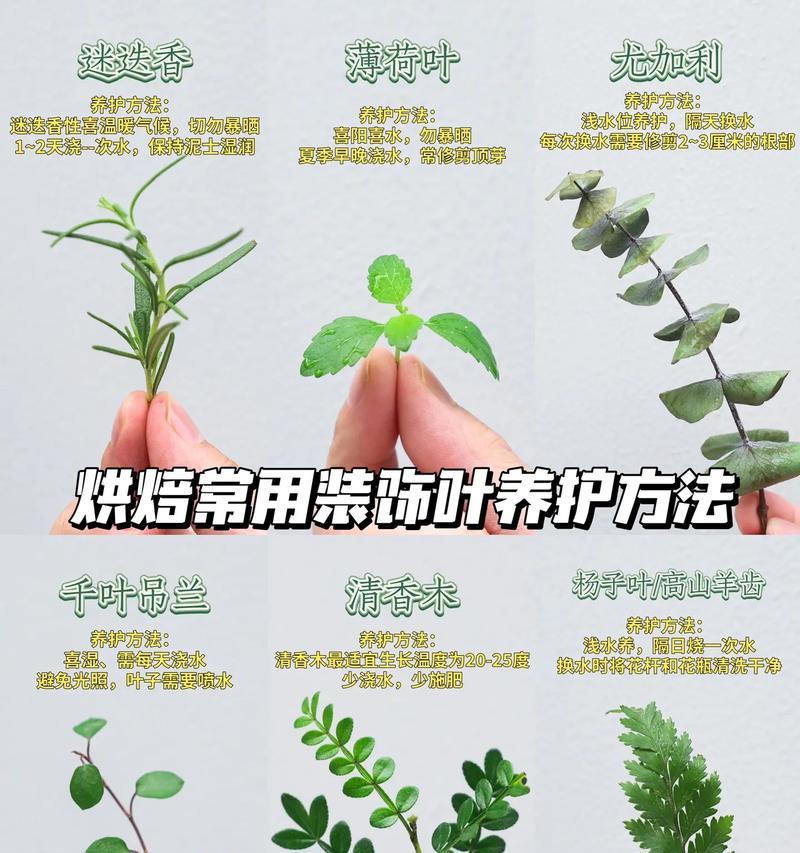 袖珍叶的养护方法有哪些？