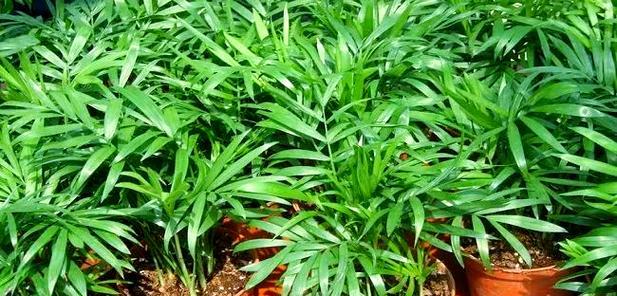 袖珍叶的养护方法有哪些？