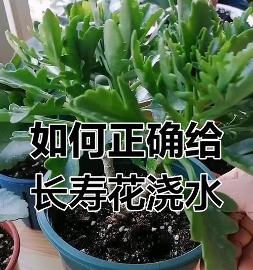 如何判断花卉是否需要浇水？有哪些技巧和方法？