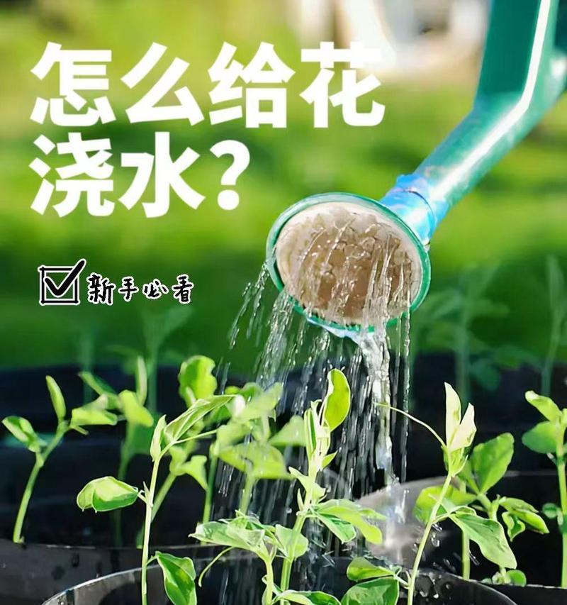 如何判断花卉是否需要浇水？有哪些技巧和方法？