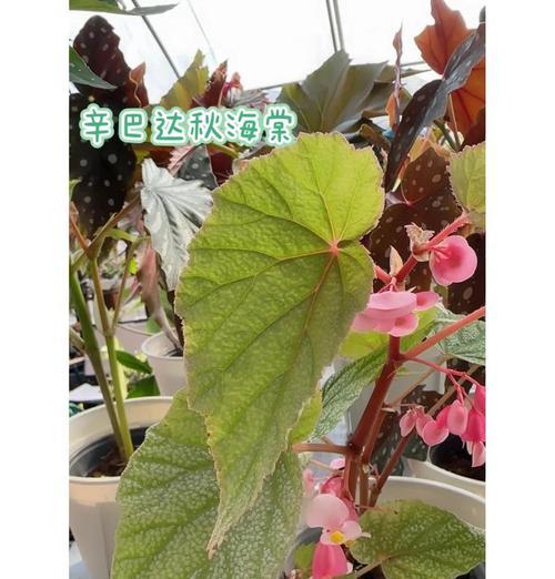 观花花卉有哪些常见种类？观花花卉的选购指南是什么？