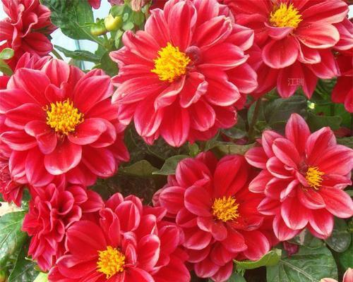 观花花卉有哪些常见种类？观花花卉的选购指南是什么？