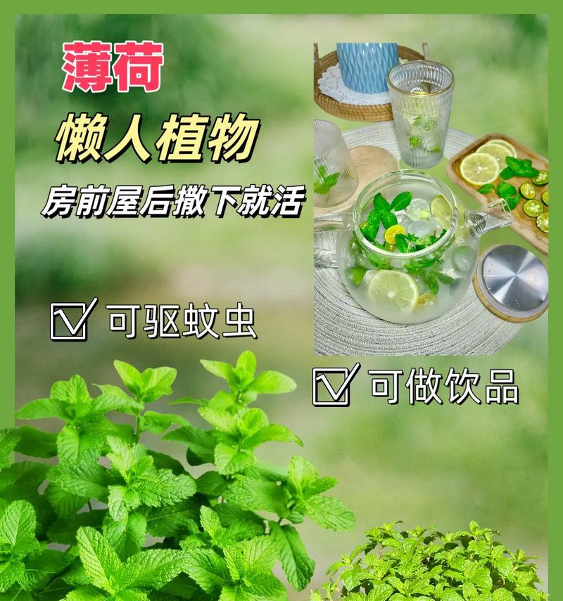 薄荷种植需要注意哪些事项？