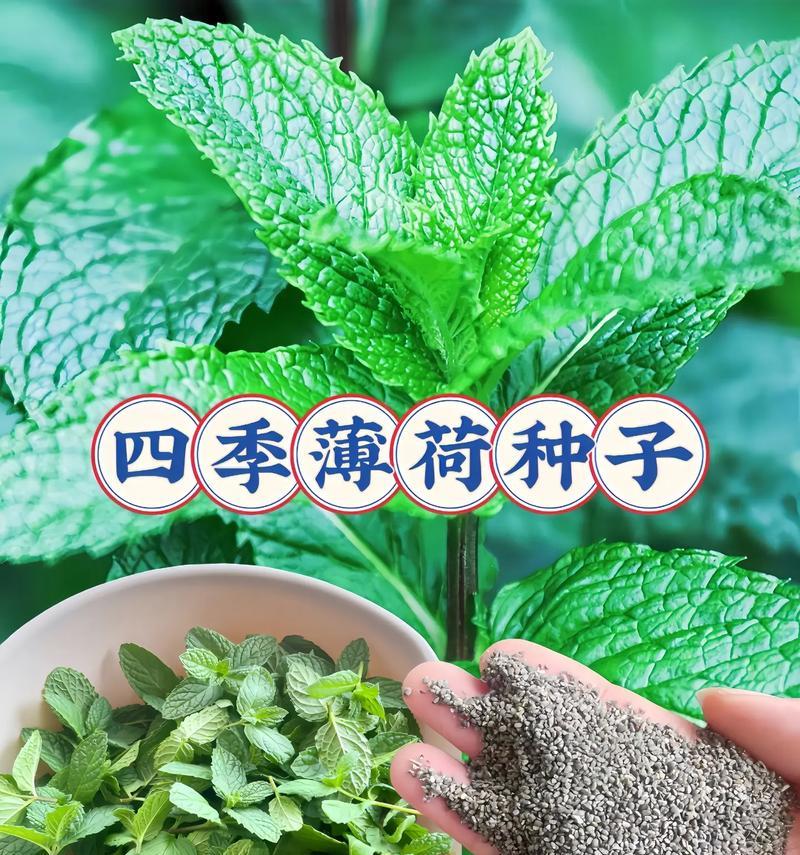 薄荷种植需要注意哪些事项？