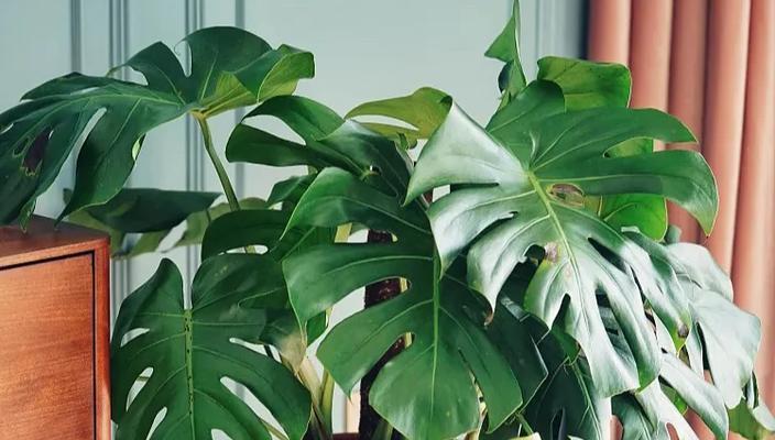 哪些植物能有效吸附甲醛？