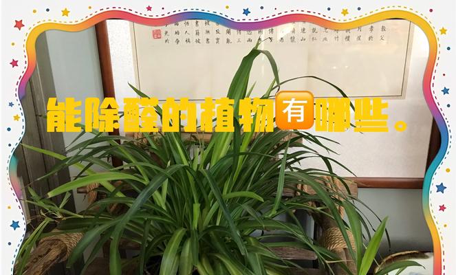 哪些植物能有效吸附甲醛？