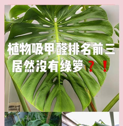 哪些植物能有效吸附甲醛？