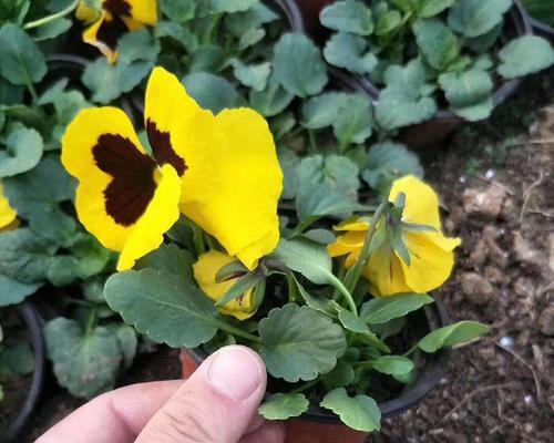 三色堇种植技巧是什么？如何保证三色堇的成活率？