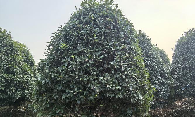 桂花树开花是什么颜色的？