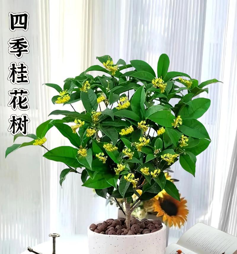 桂花树开花是什么颜色的？