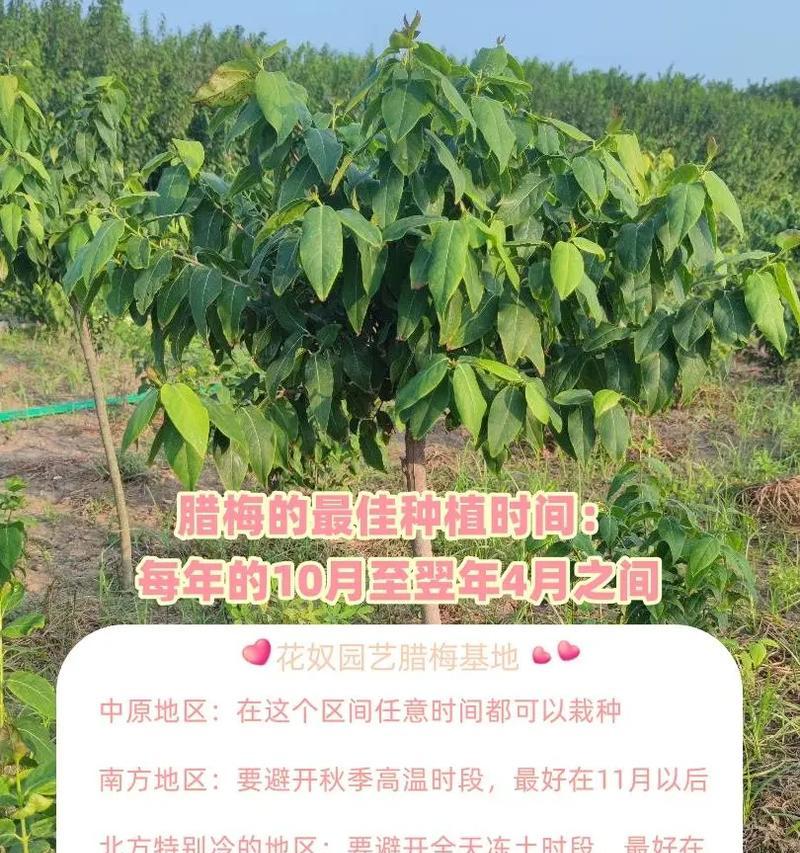腊梅的种植方法和养护技巧是什么？
