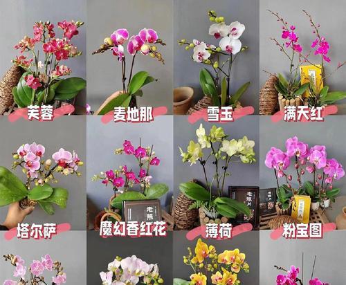 蝴蝶兰的养护方法是什么？