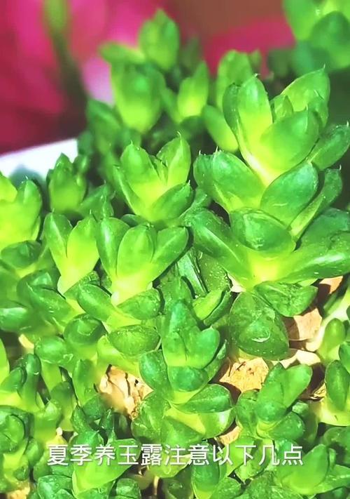 草玉露的养护方法是什么？如何正确养护草玉露？