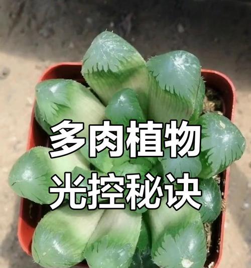 草玉露的养护方法是什么？如何正确养护草玉露？