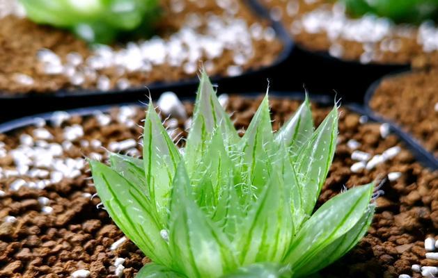 草玉露的养护方法是什么？如何正确养护草玉露？