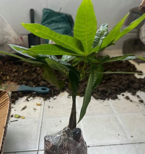 发财树换盆的最佳时期和方法是什么？