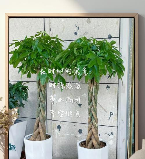 发财树换盆的最佳时期和方法是什么？