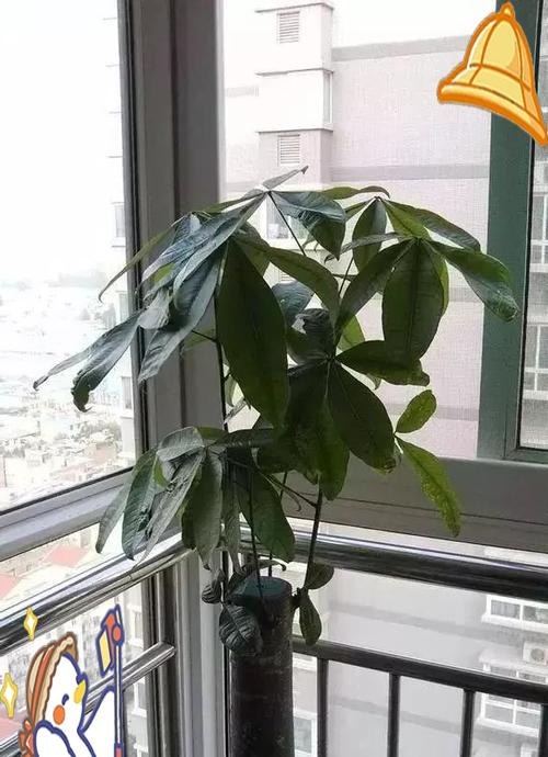 发财树换盆的最佳时期和方法是什么？
