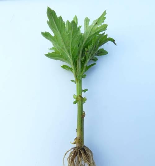 菊花扦插需要注意哪些问题？