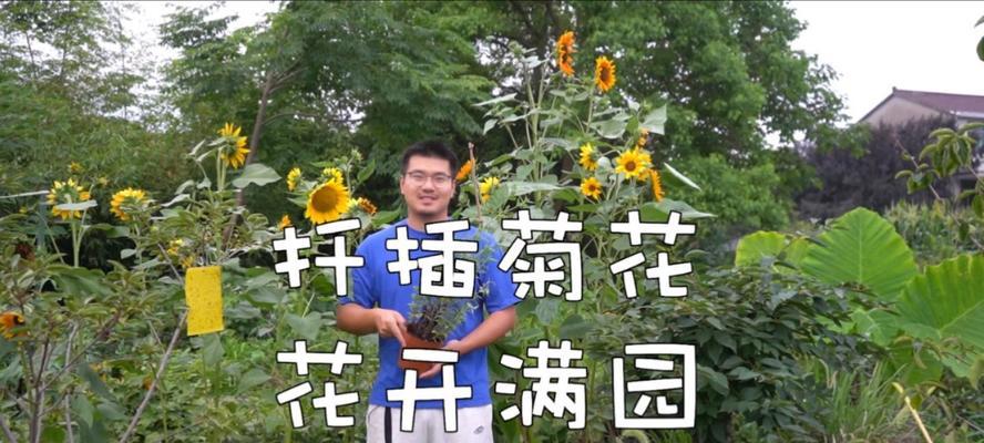 菊花扦插需要注意哪些问题？