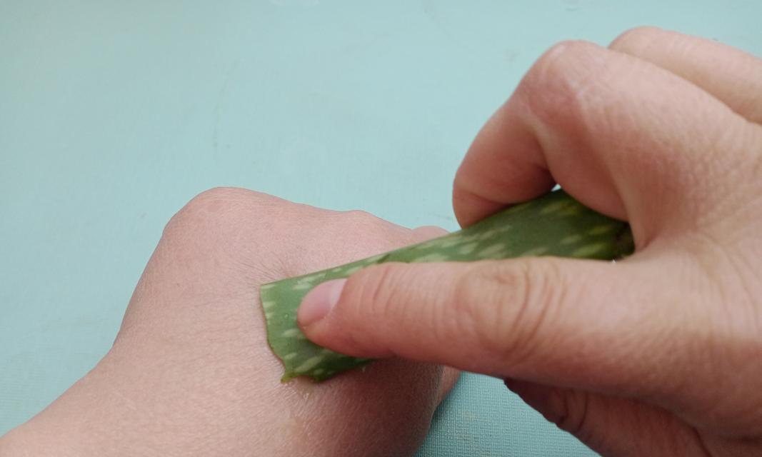 芦荟叶子烂了怎么处理？