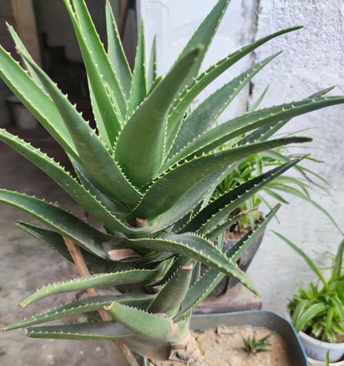 芦荟叶子烂了怎么处理？