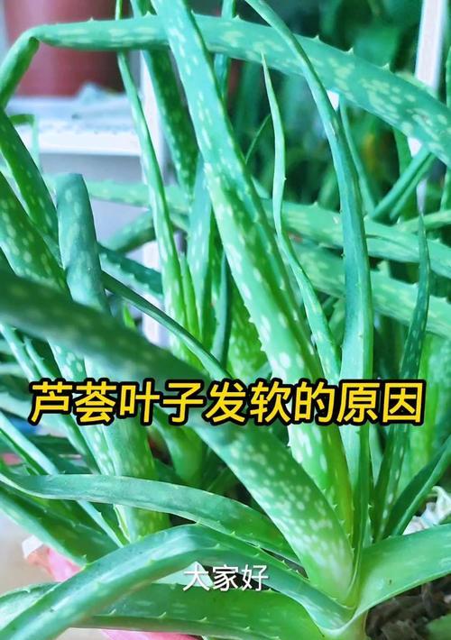 芦荟叶子烂了怎么处理？