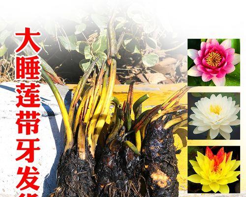 莲花的根如何正确养护？常见问题有哪些？